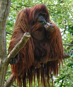 orangutan