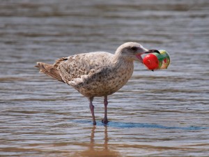 Juvenile Herring Gull, Larus Argentatus with plastic rubbish in its beak, Newquay, Cornwall, UK. (Photo By: Education Images/UIG via Getty Images)